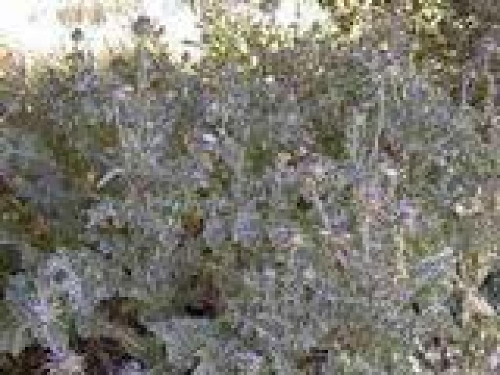 Thistles