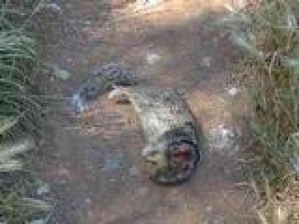 Dead squirrel