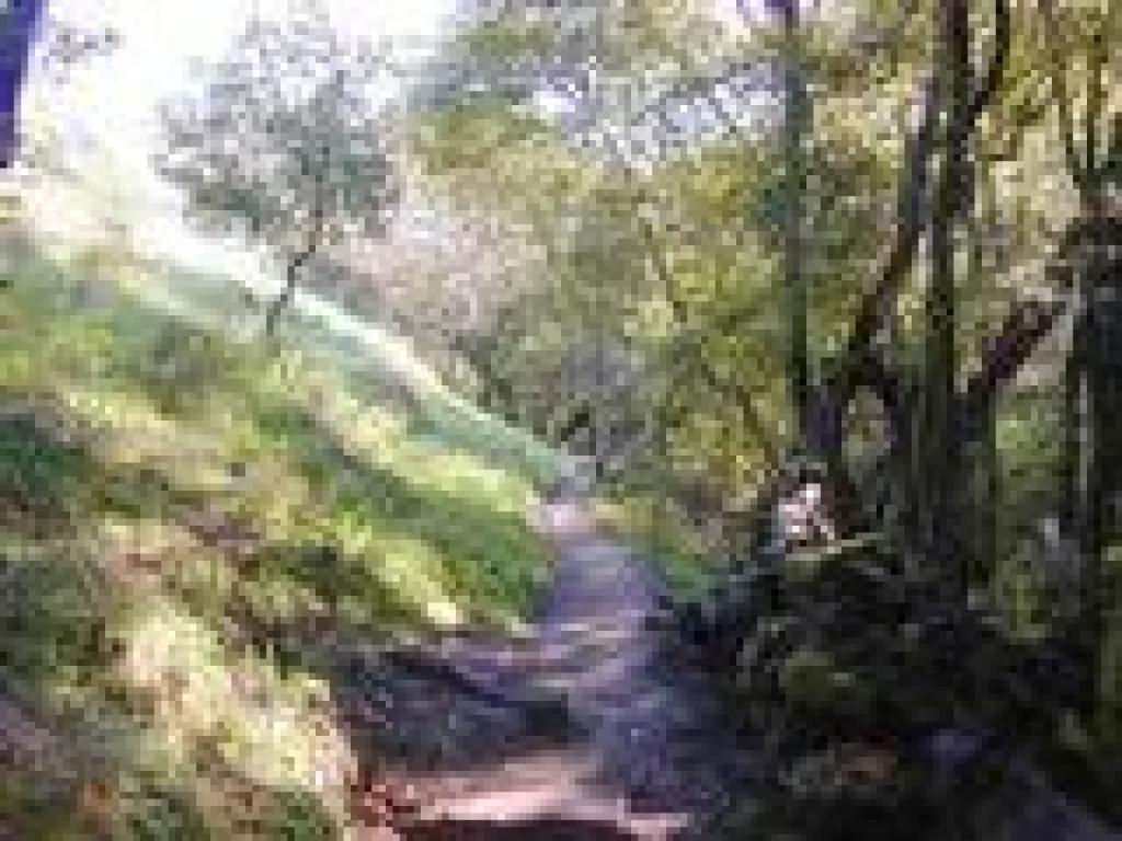 Woods
