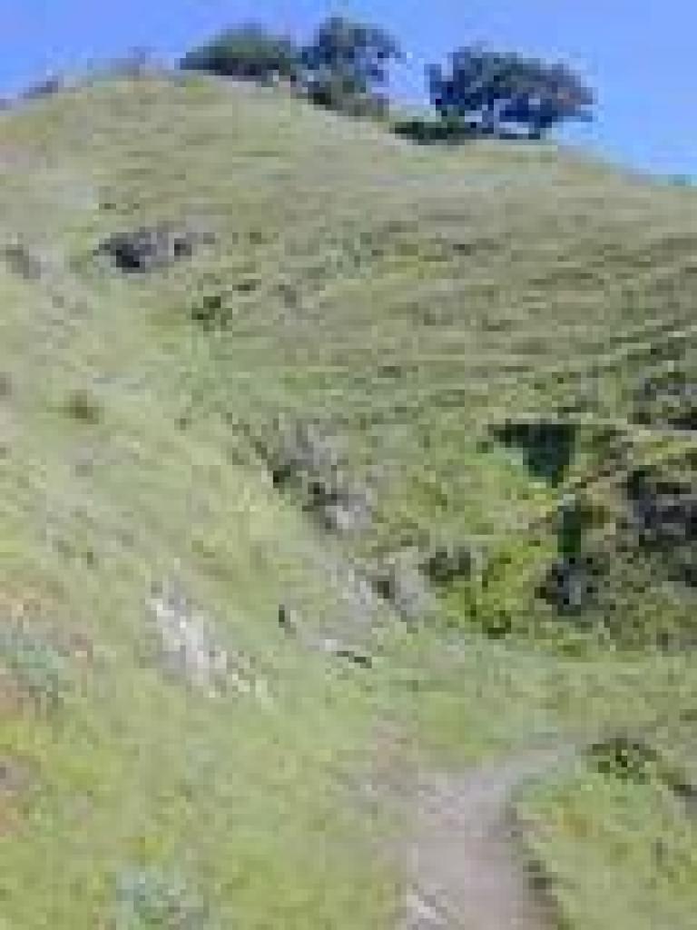 Grassland