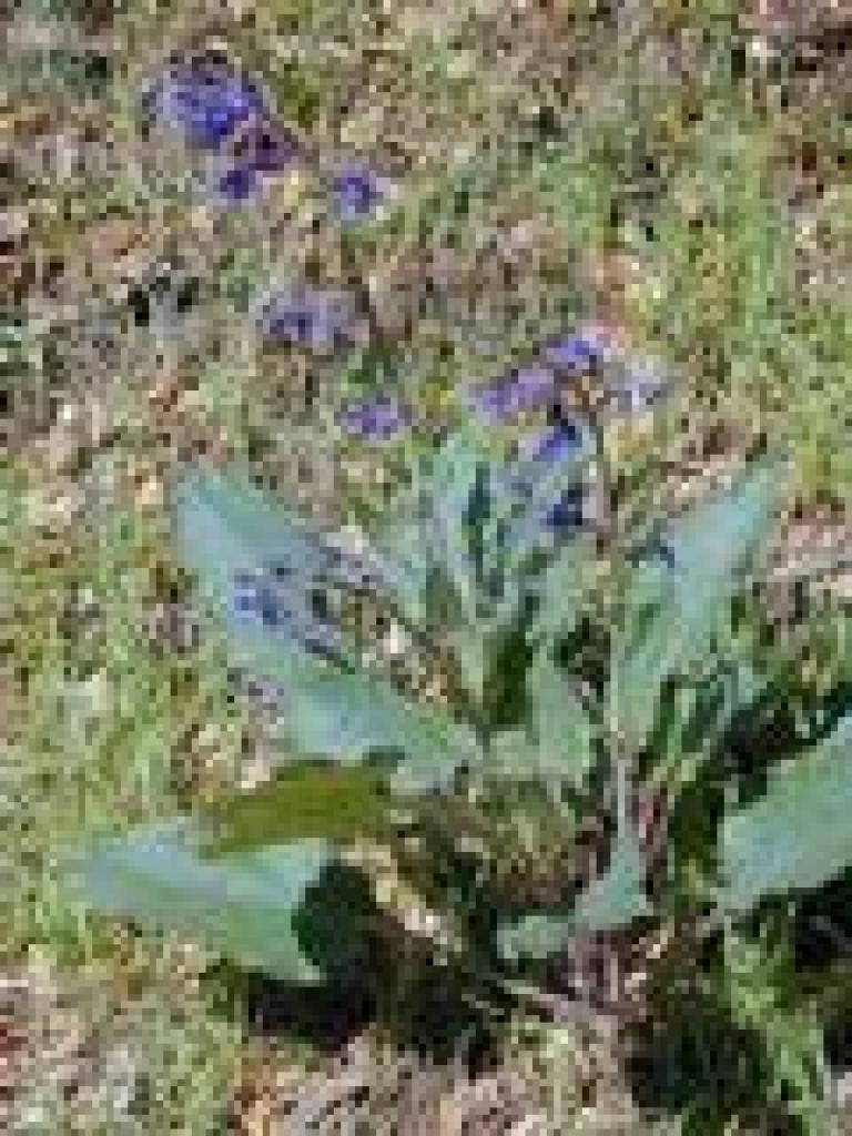 Hound's tongue