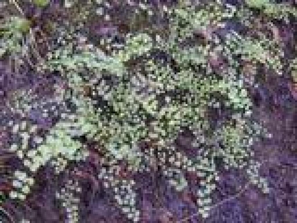 Maidenhair ferns