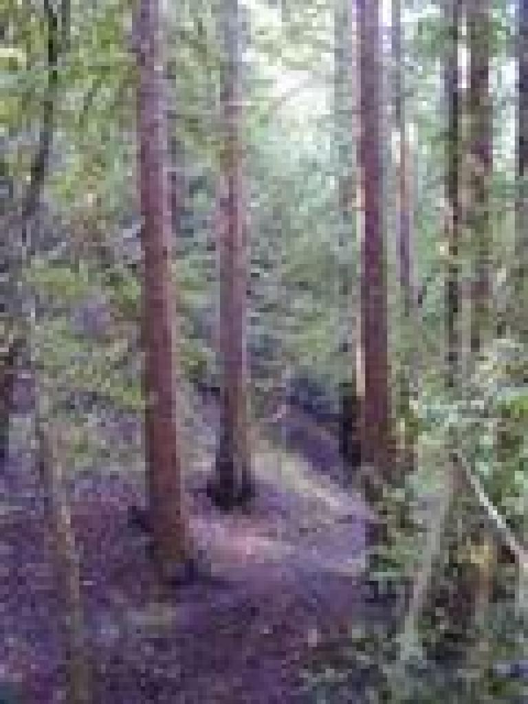 Redwoods