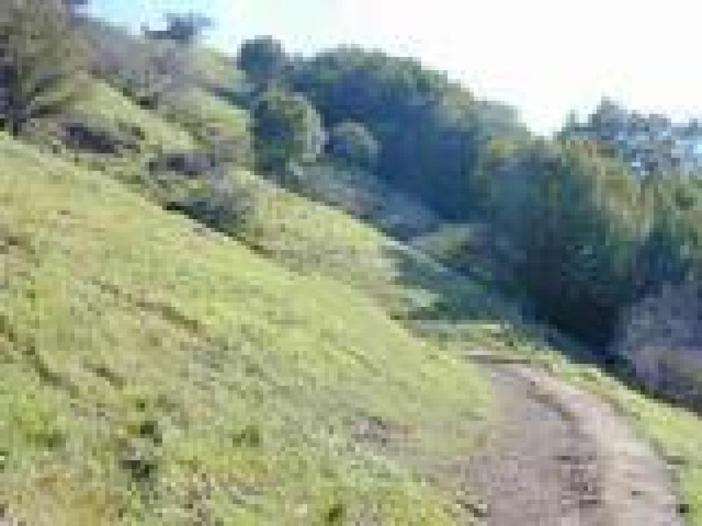 Grassland