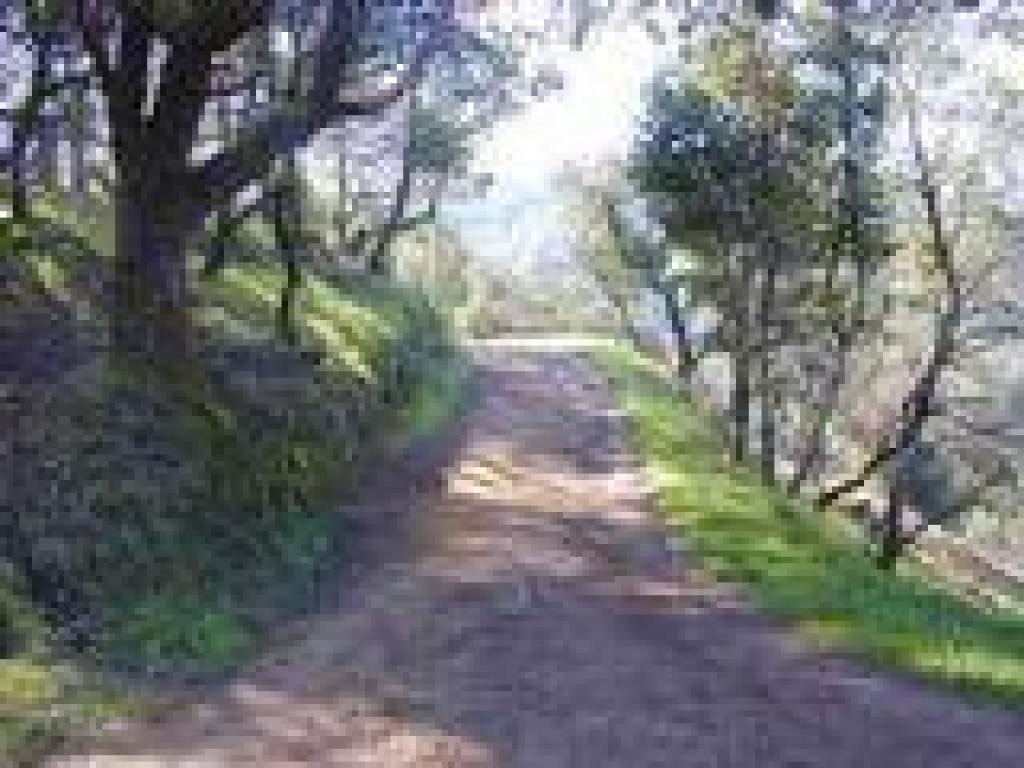 Worn Spring Fire Road