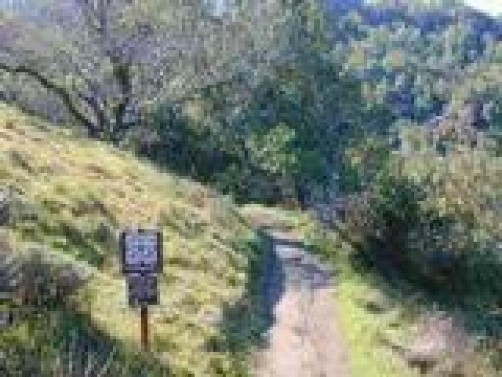 Yolanda Trail