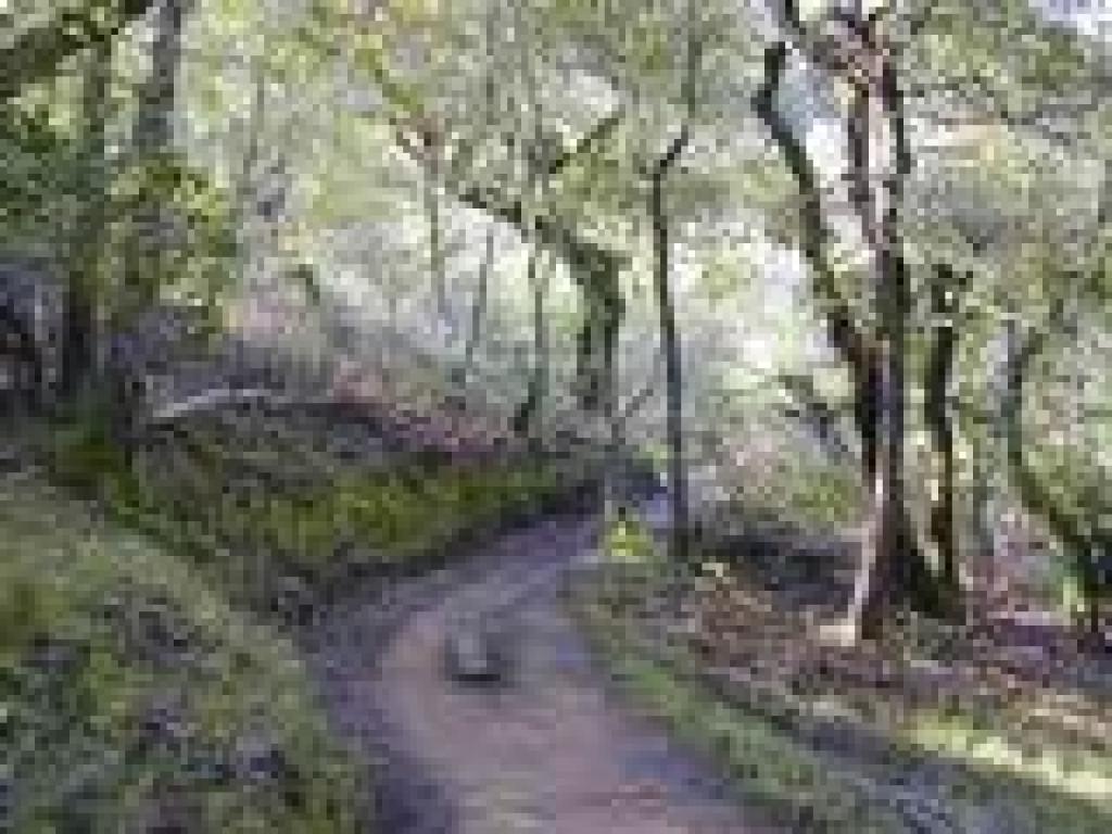 Yolanda Trail