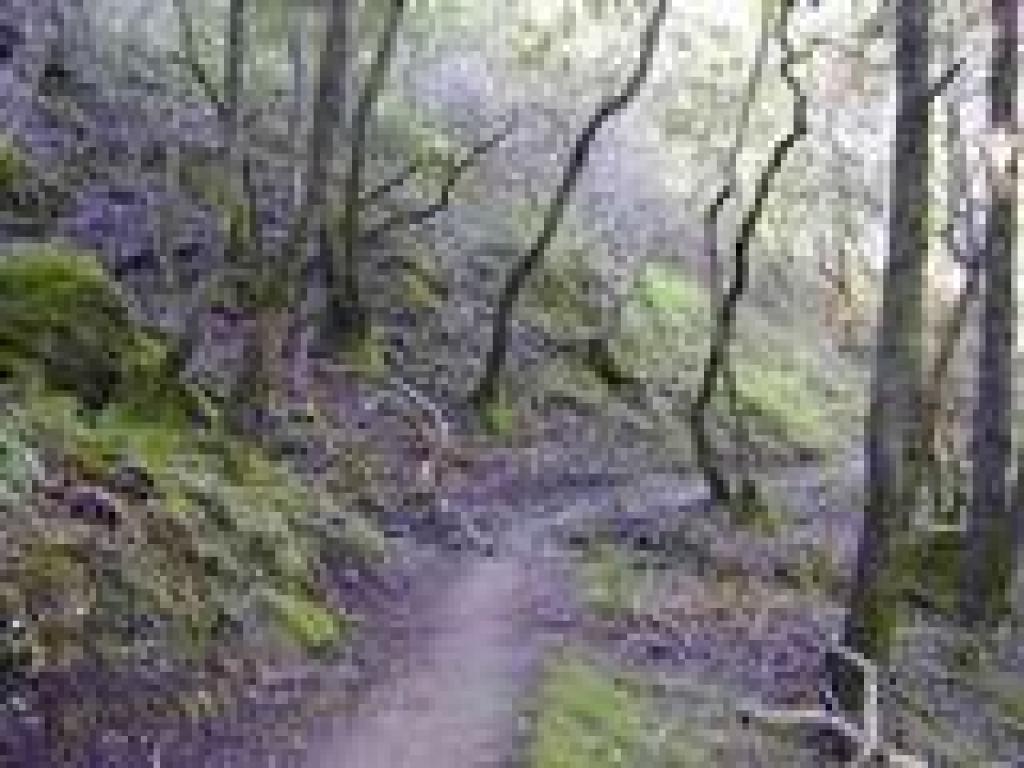 Pretty woods