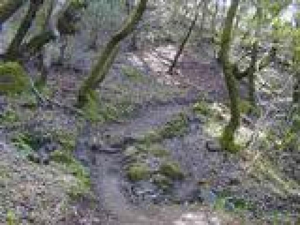 Back in the woods