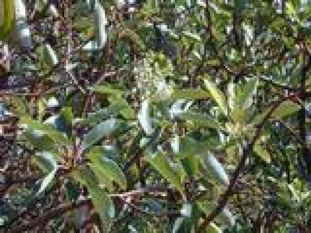Madrone