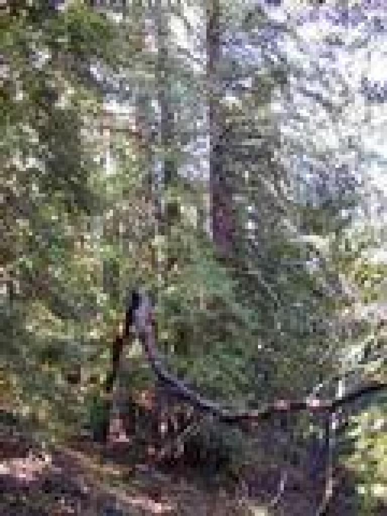 Redwoods