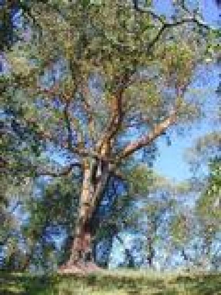 Madrone