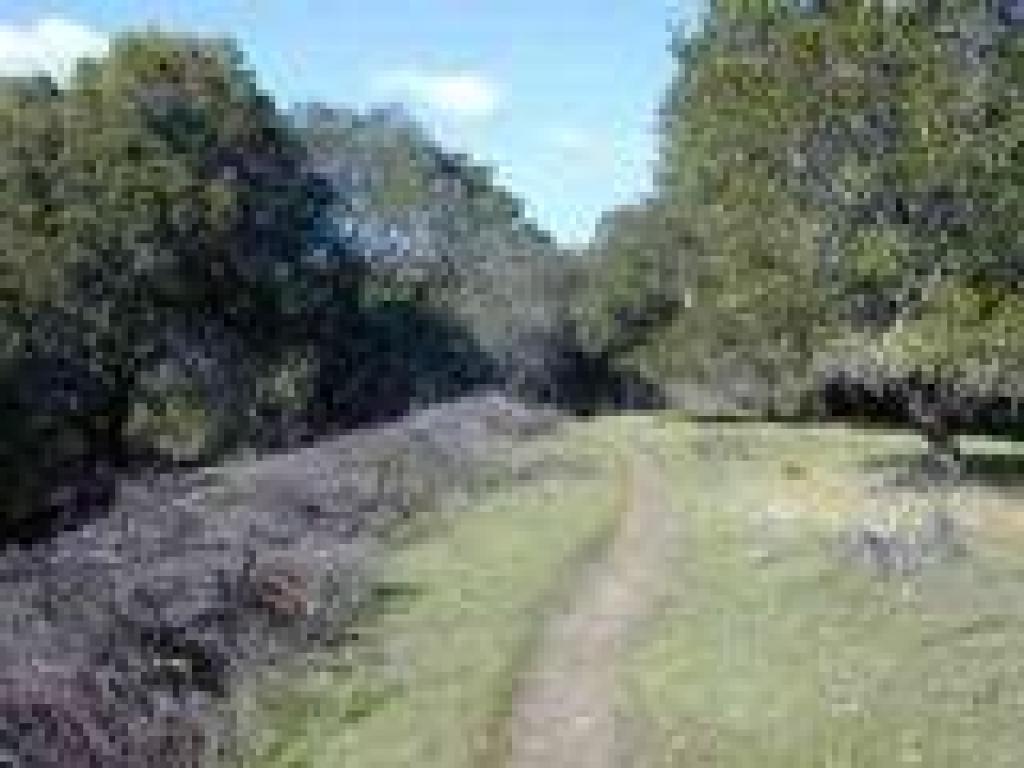 Bald Hill Trail