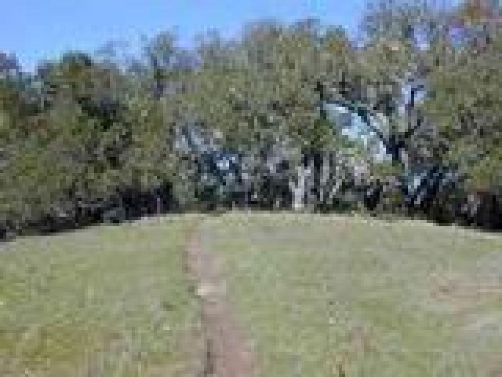 Coast live oaks