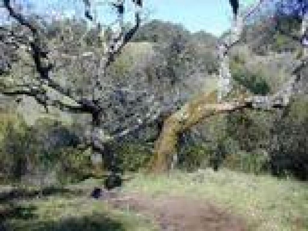 Black oaks