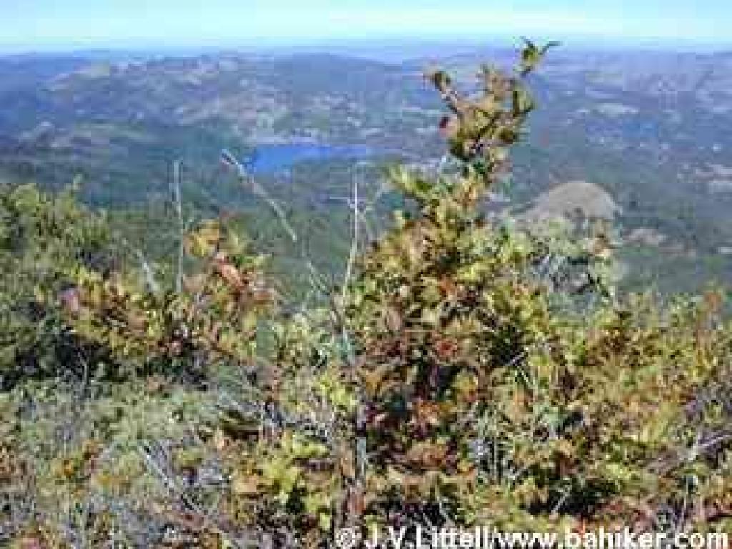 Huckleberry and a view of Bon Tempe Lake