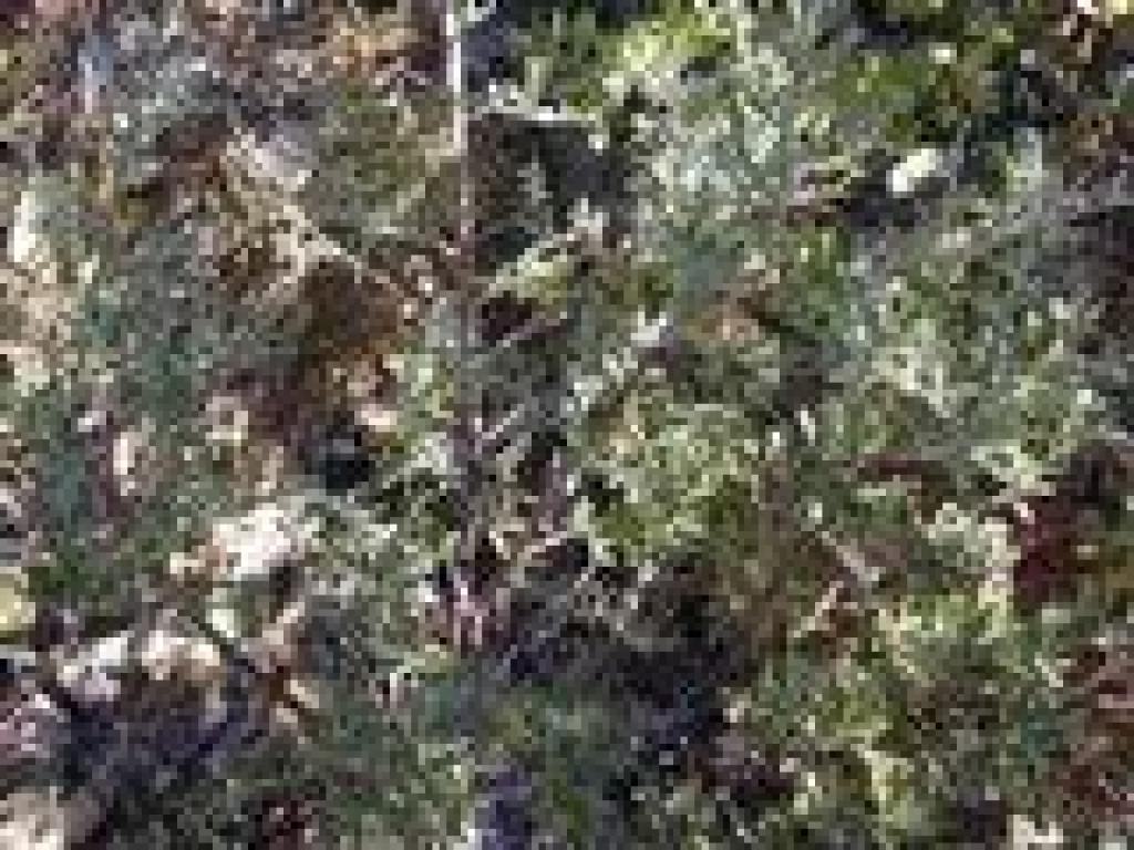 Chaparral pea