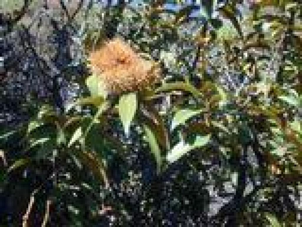 Chinquapin