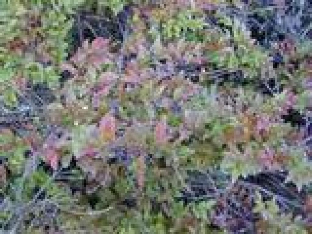 Huckleberry