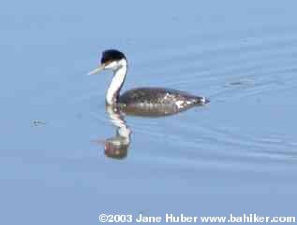 Western grebe