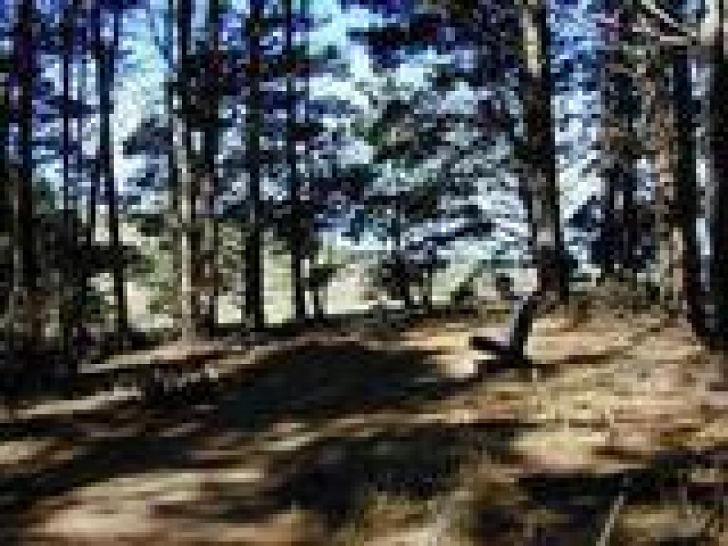 Pine forest