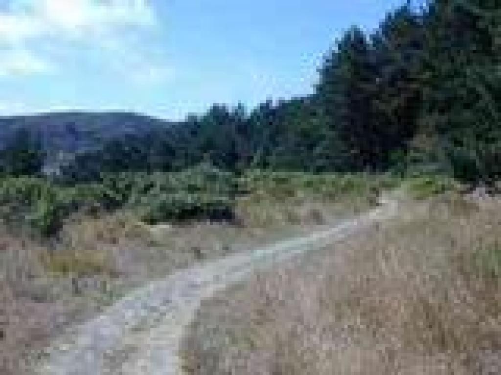 Back in grassland