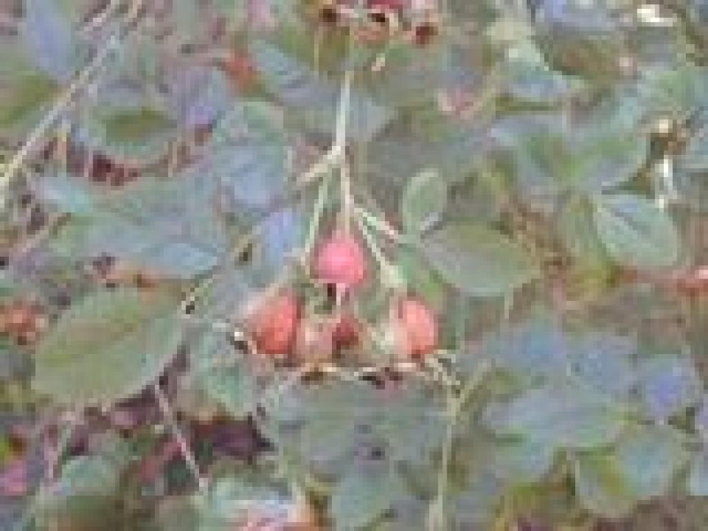 Rosehips