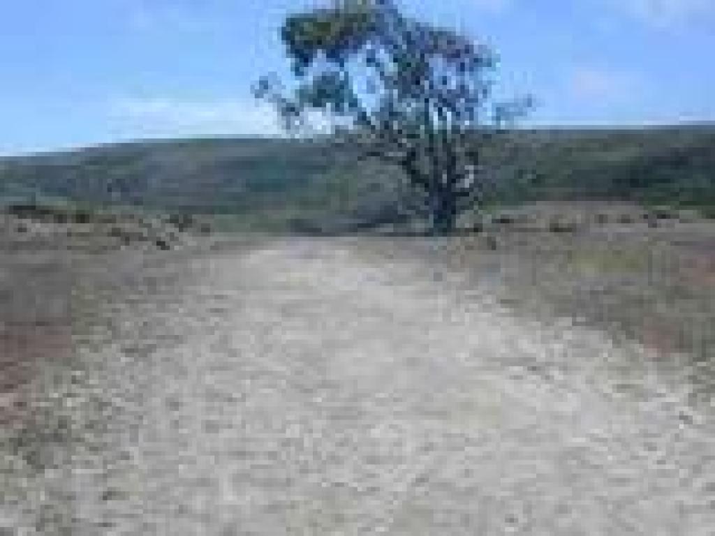 Eucalyptus