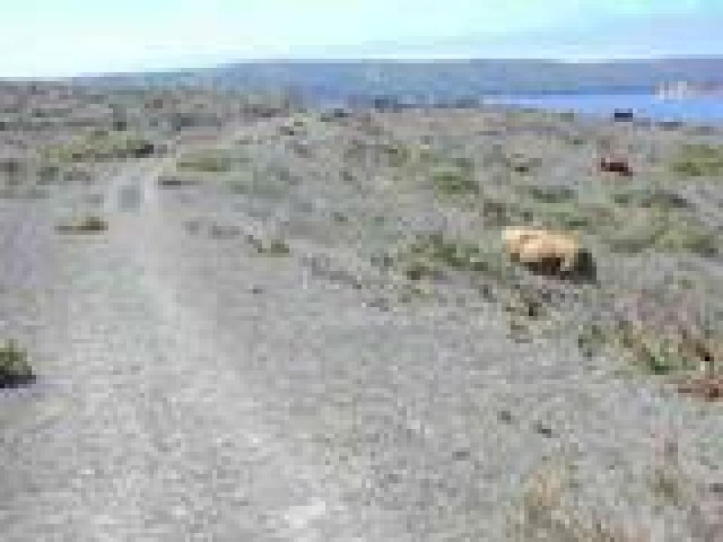 Cattle along the trail