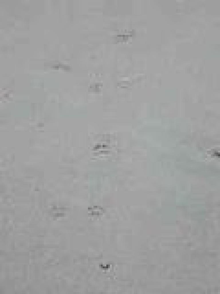 Tiny paw prints