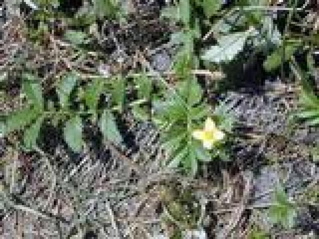 Puncture vine