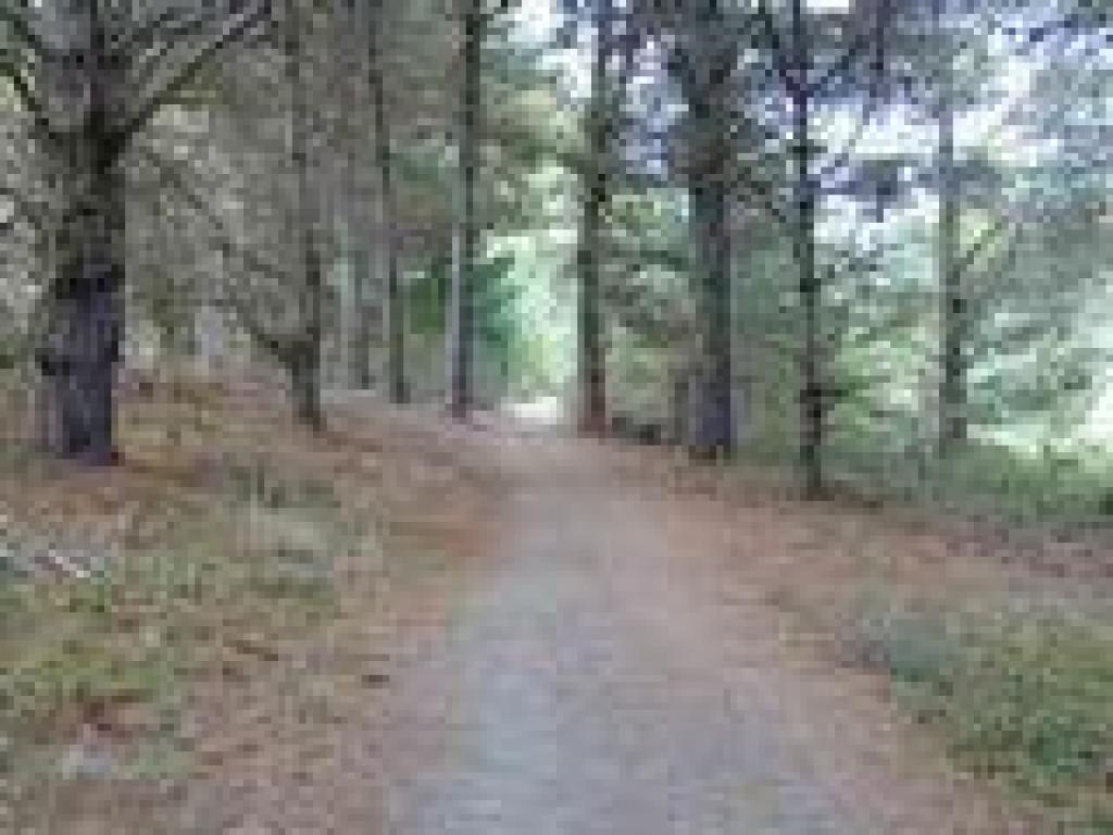 Back through the trees