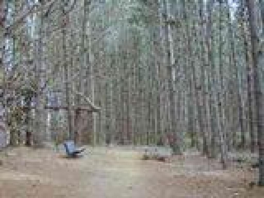 Bench under pines