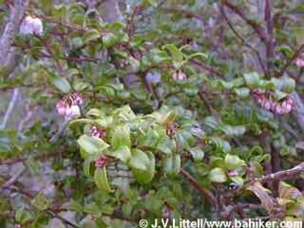 Huckleberry