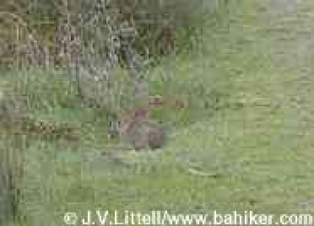 Cottontail