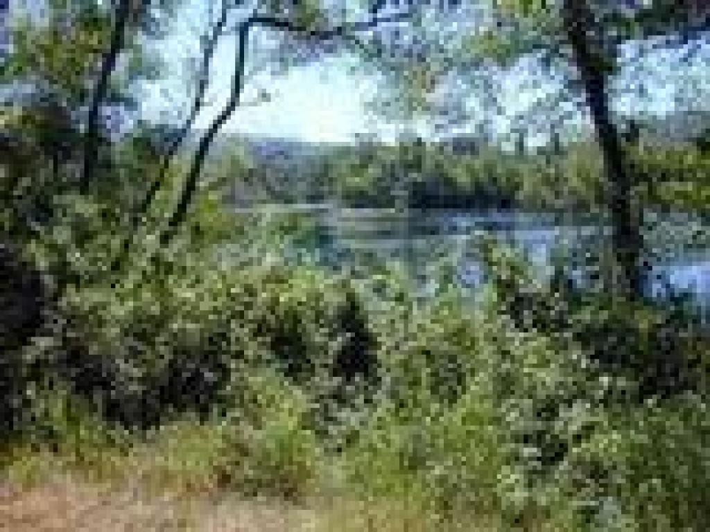 Pond