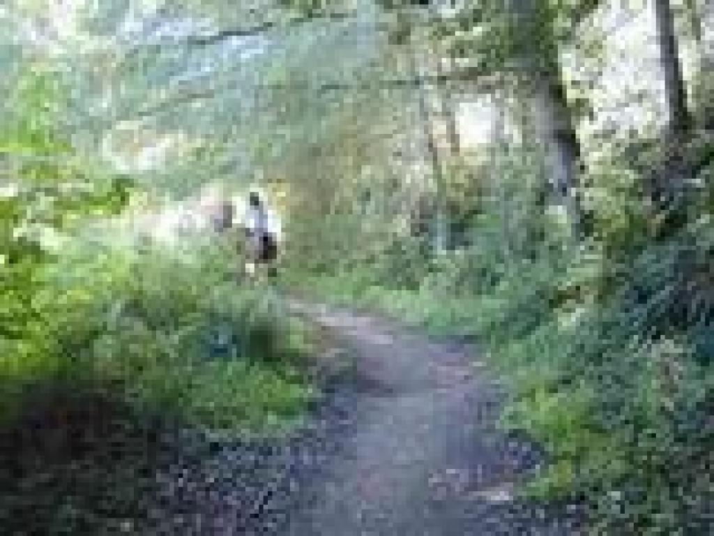 Equestrians on the trail