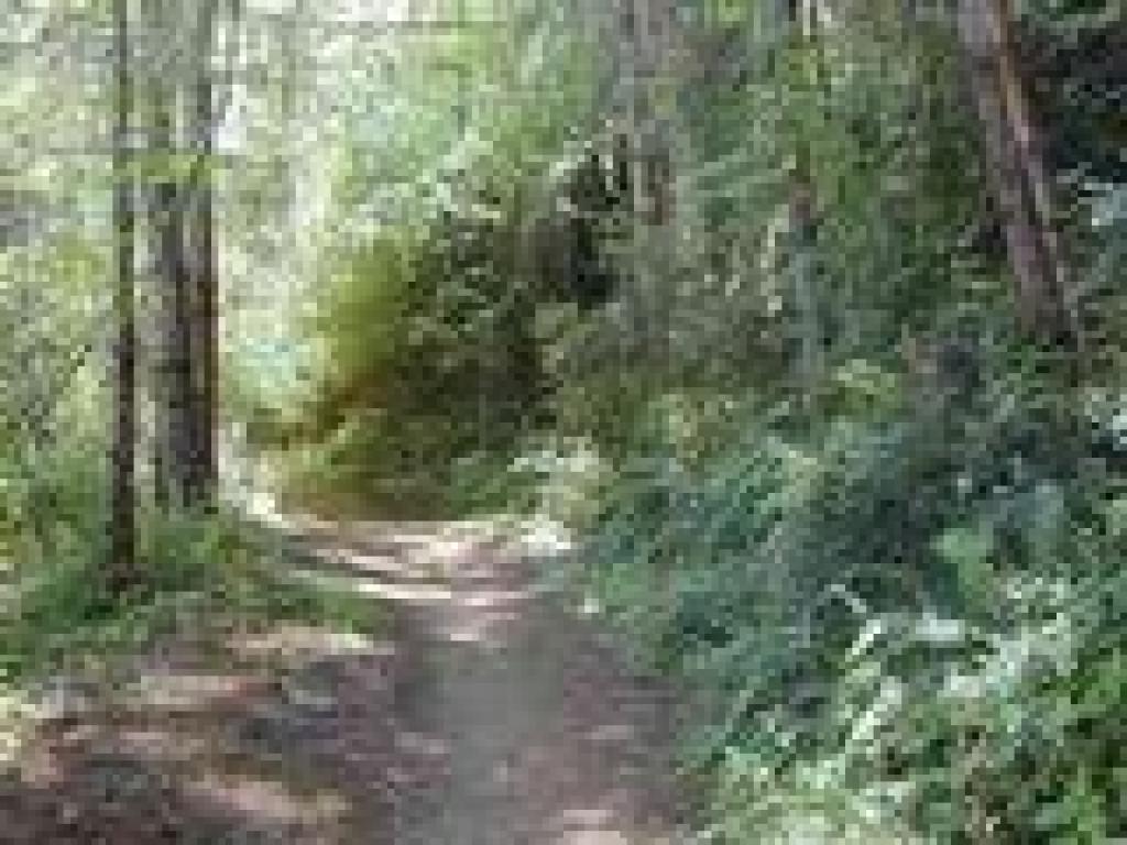Shaded trail