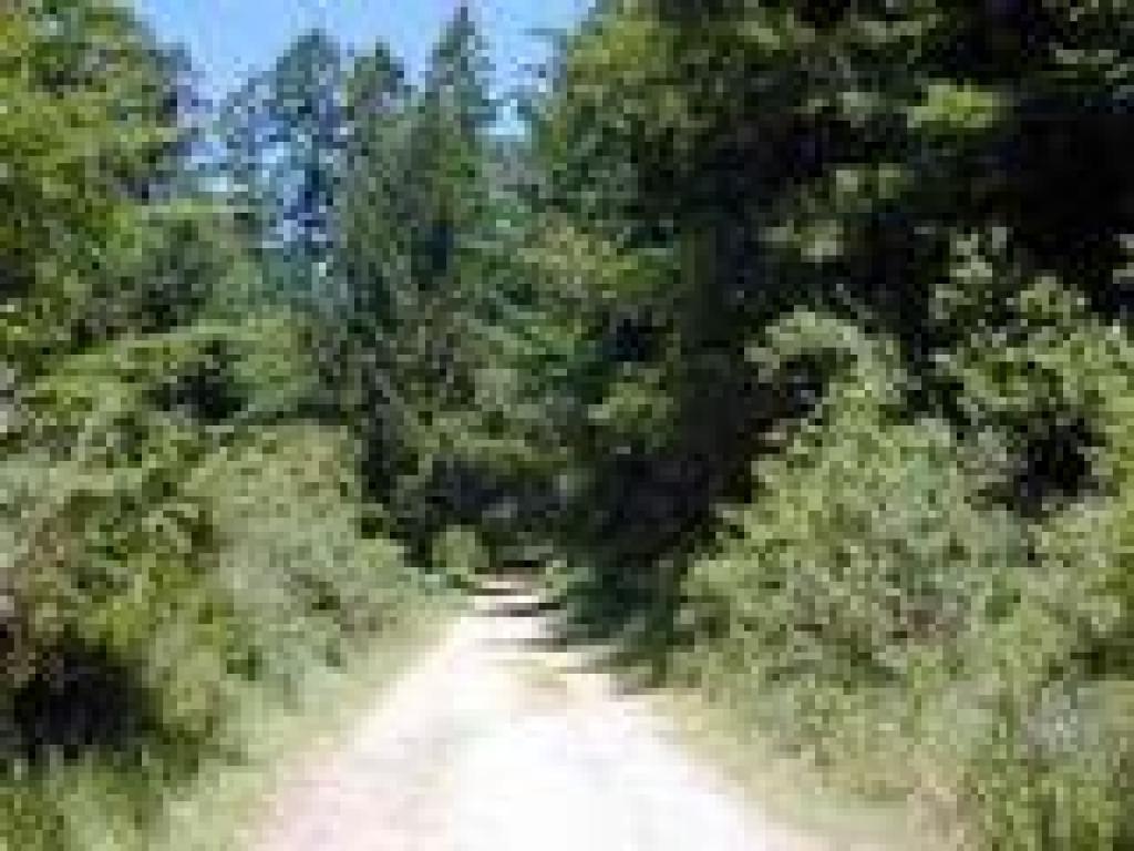 Ridge Trail