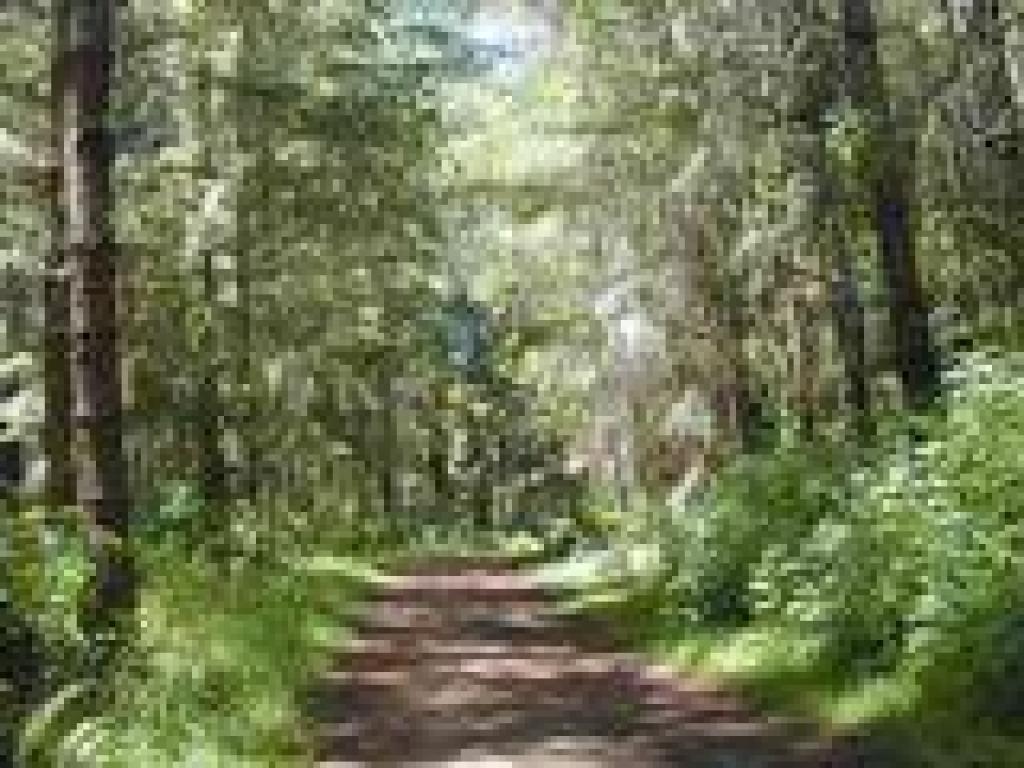 Woods