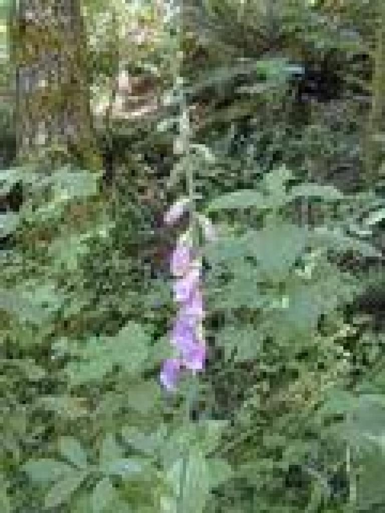 Foxglove