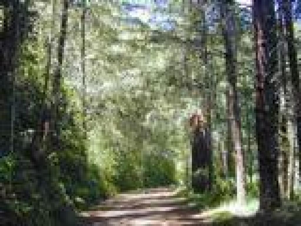 Stewart Trail