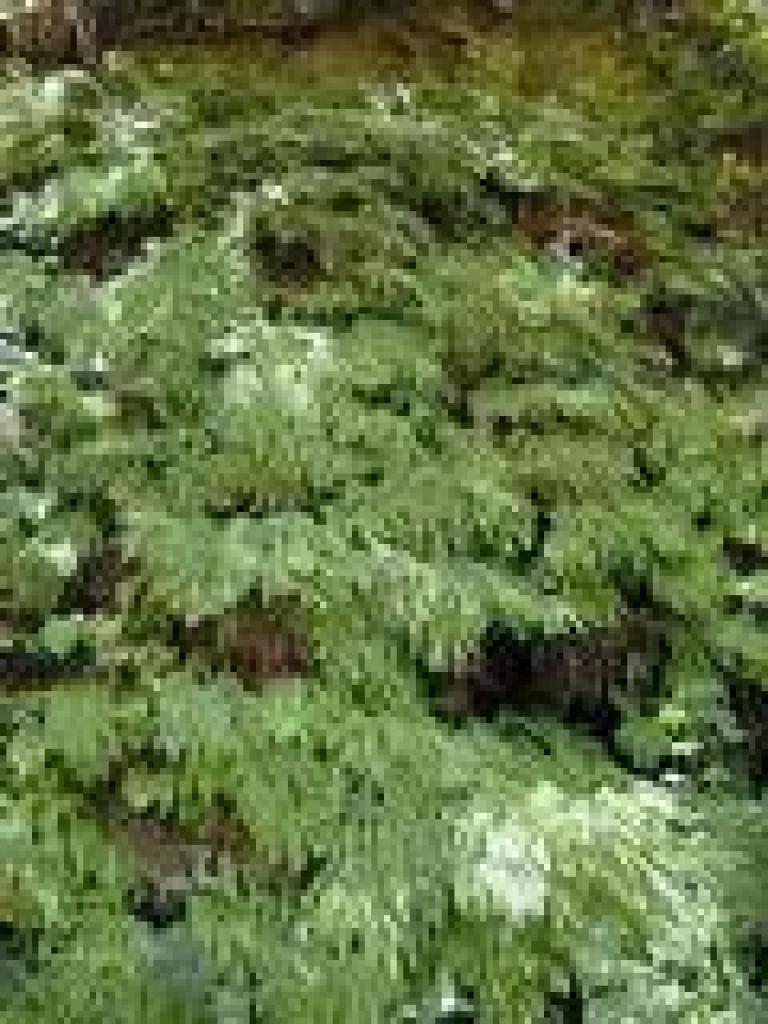 Five finger ferns