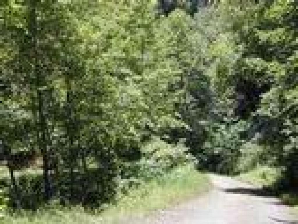 Curve in the trail