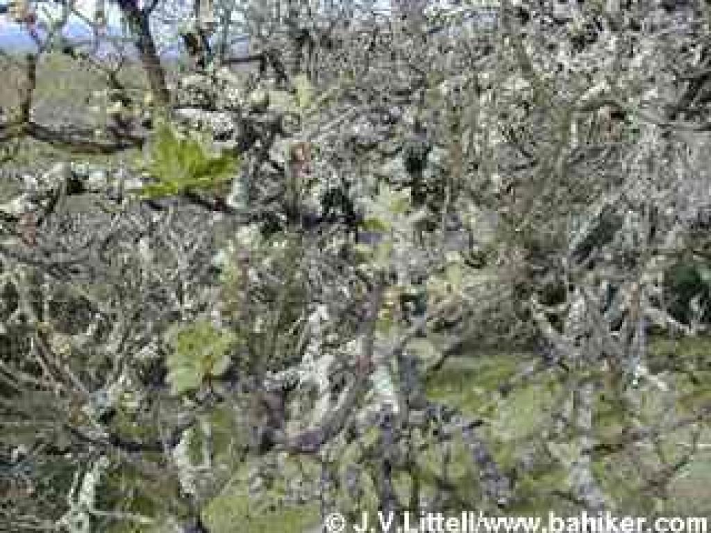 Blue oak