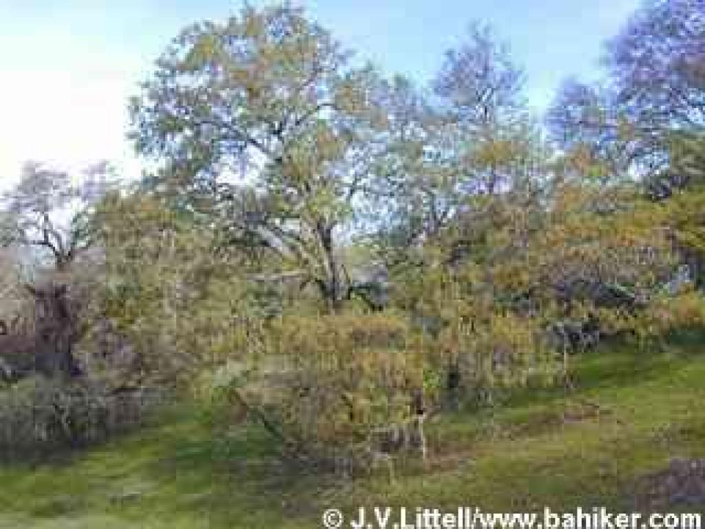 Black oak