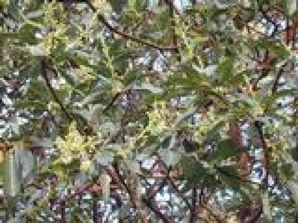 Madrone