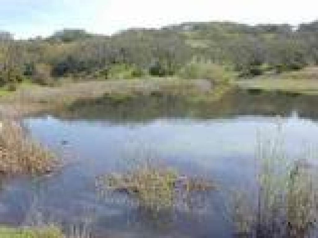 Pond