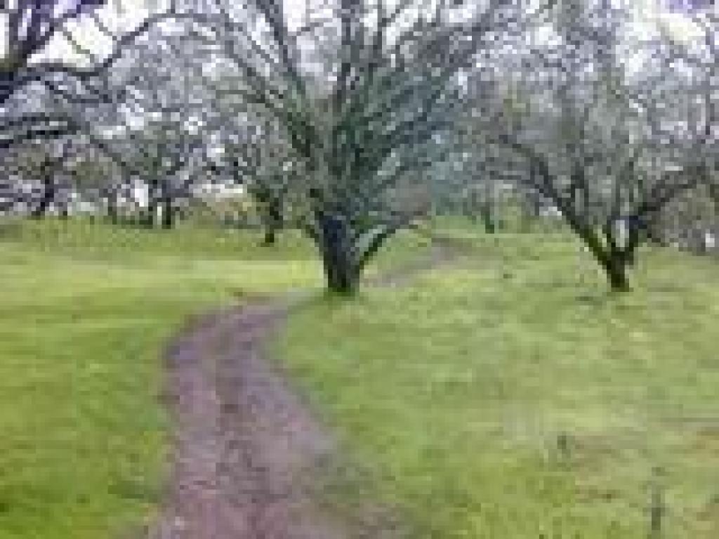 Oaks