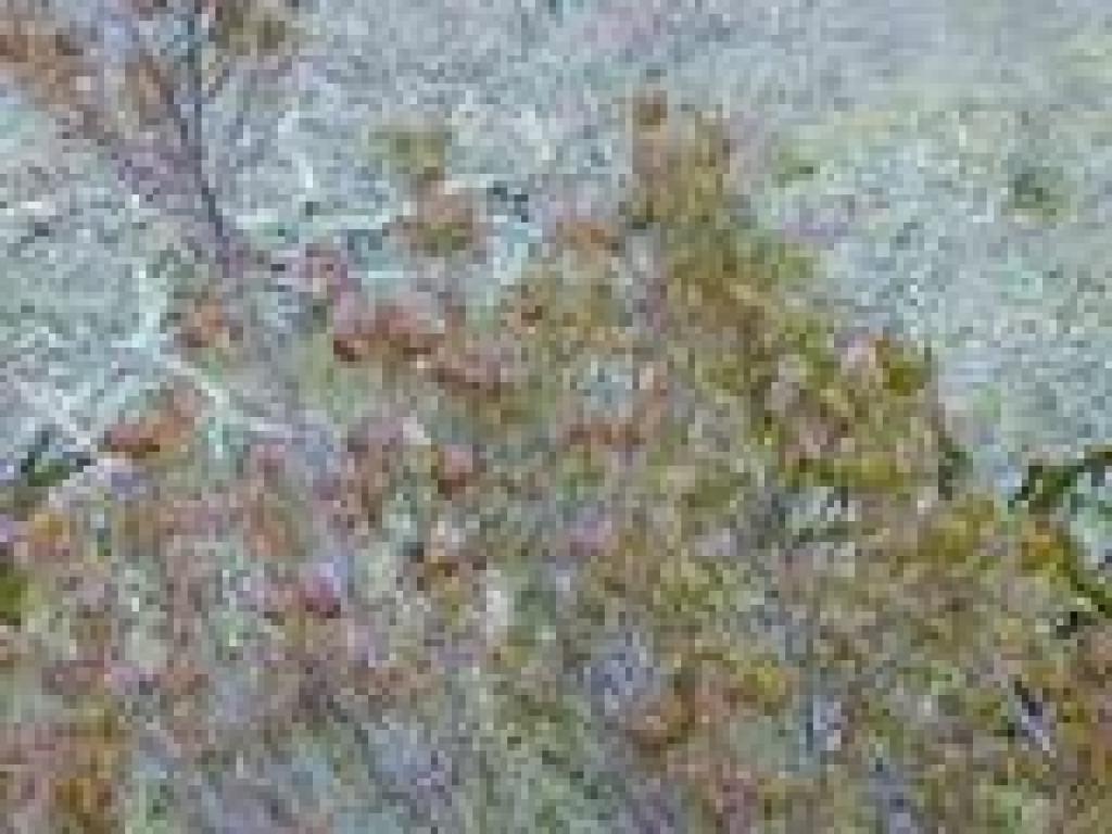 Poison oak
